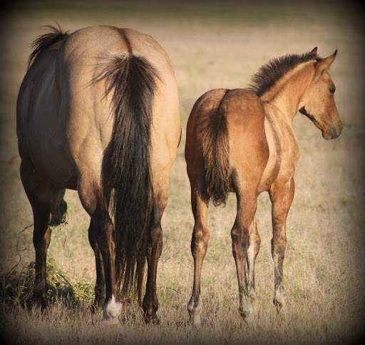 photos of buckskin horses