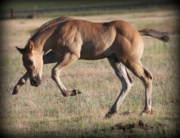 Bucking horse