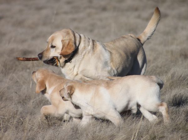 Dog with pups