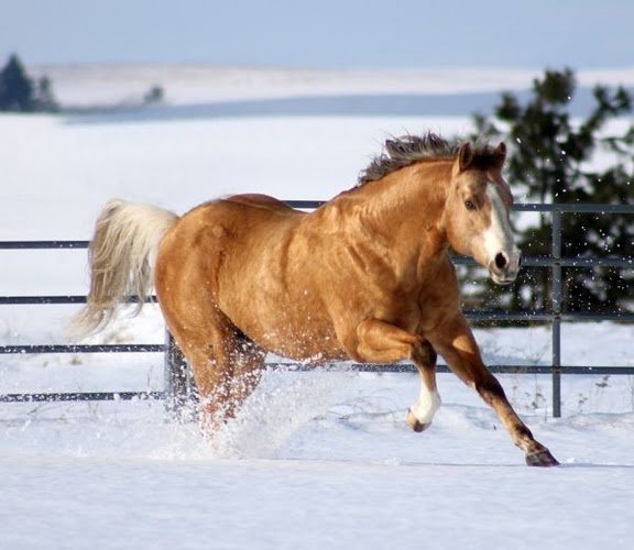 Running horse