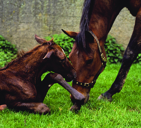 Newborn horse