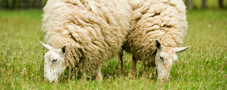 Sheep in Pasture. Therio-gel veterinary fertility lubricant can be used for lubricant for artificially inseminating sheep.